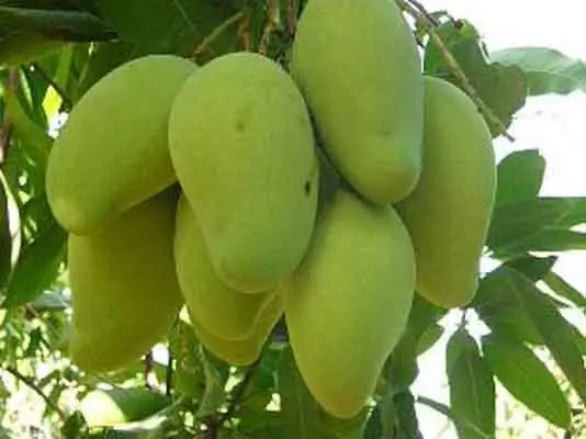 Khám Phá Các Loại Trái Cây Ở Tiền Giang: Tổng Hợp Đặc Sản Miền Tây Khám Phá Các Loại Trái Cây Ở Tiền Giang: Tổng Hợp Đặc Sản Miền Tây