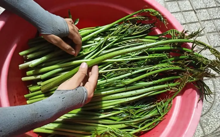 Cách Làm Rau Móp Xào Tỏi Ngon, Đơn Giản Từng Bước