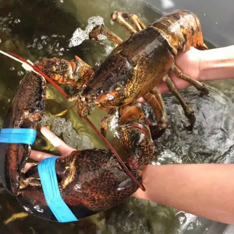 Cách Làm Tiết Canh Tôm Hùm Alaska Chuẩn Nhà Bếp – Bước‑bước Chi Tiết Cho Người Mới