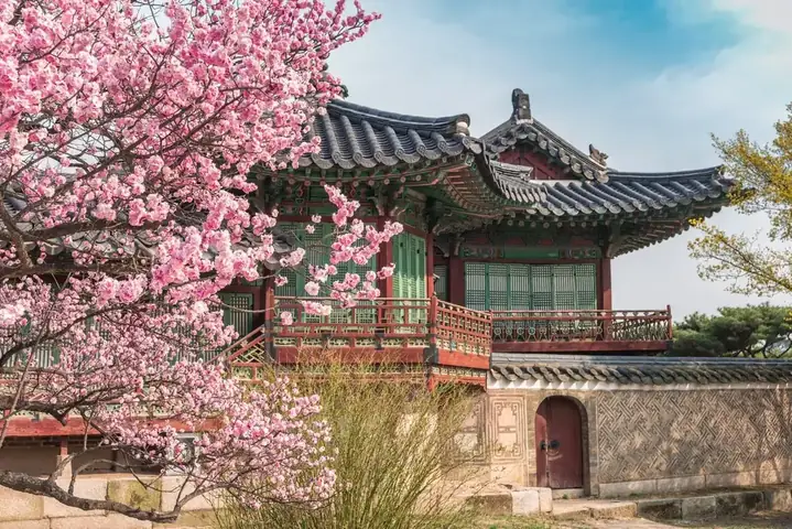 Khám Phá Cảnh Đẹp Hàn Quốc Mùa Xuân: Những Điểm Ngắm Hoa Anh Đào Và Thiên Nhiên Rực Rỡ Cho Người Muốn Đi Du Xuân