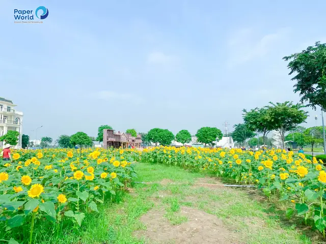 Khám Phá Cánh Đồng Hoa Hướng Dương Thủ Đức: Địa Chỉ, Giá Vé Và Kinh Nghiệm Chụp Ảnh Cho Giới Trẻ Sài Thành
