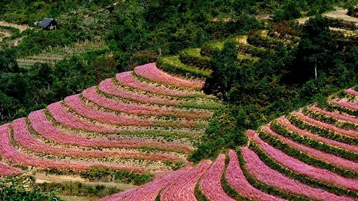 Khám Phá Các Cánh Đồng Hoa Tam Giác Mạch Hà Giang Đẹp Nhất Cho Du Khách Tham Quan Cao Nguyên Đá Khám Phá Các Cánh Đồng Hoa Tam Giác Mạch Hà Giang Đẹp Nhất Cho Du Khách Tham Quan Cao Nguyên Đá