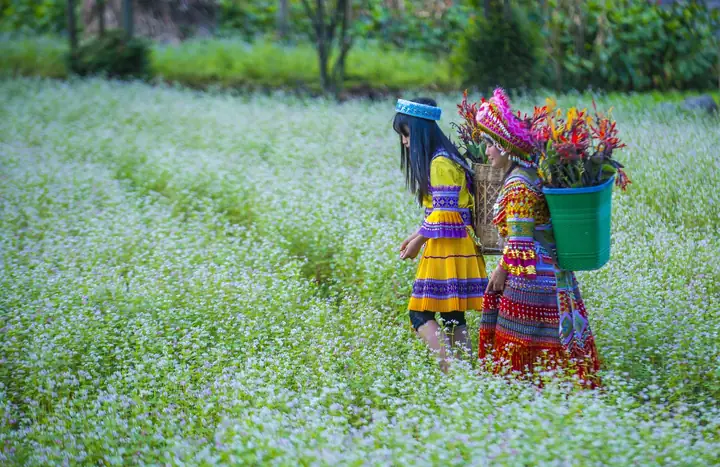 Khám Phá Các Cánh Đồng Hoa Tam Giác Mạch Hà Giang Đẹp Nhất Cho Du Khách Tham Quan Cao Nguyên Đá Khám Phá Các Cánh Đồng Hoa Tam Giác Mạch Hà Giang Đẹp Nhất Cho Du Khách Tham Quan Cao Nguyên Đá