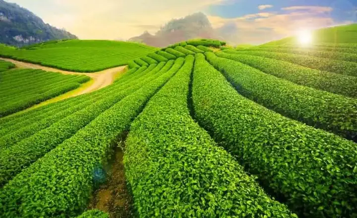 Cao Nguyên Mộc Châu Nằm Ở Đâu? Địa Chỉ Chi Tiết, Cách Di Chuyển Và Thông Tin Du Lịch