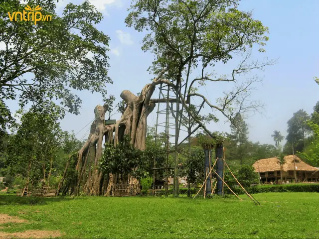 Khám Phá Cây Đa Tân Trào Hiện Nay – Biểu Tượng Lịch Sử Tại Thủ Đô Kháng Chiến Tuyên Quang Khám Phá Cây Đa Tân Trào Hiện Nay – Biểu Tượng Lịch Sử Tại Thủ Đô Kháng Chiến Tuyên Quang