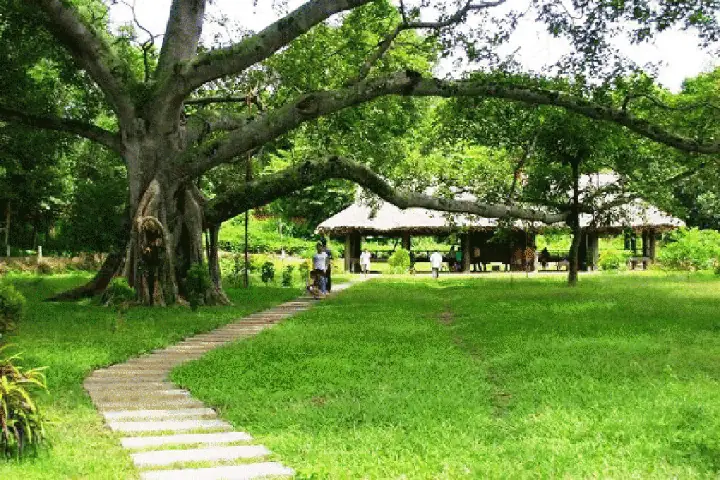 Khám Phá Cây Đa Tân Trào Hiện Nay – Biểu Tượng Lịch Sử Tại Thủ Đô Kháng Chiến Tuyên Quang