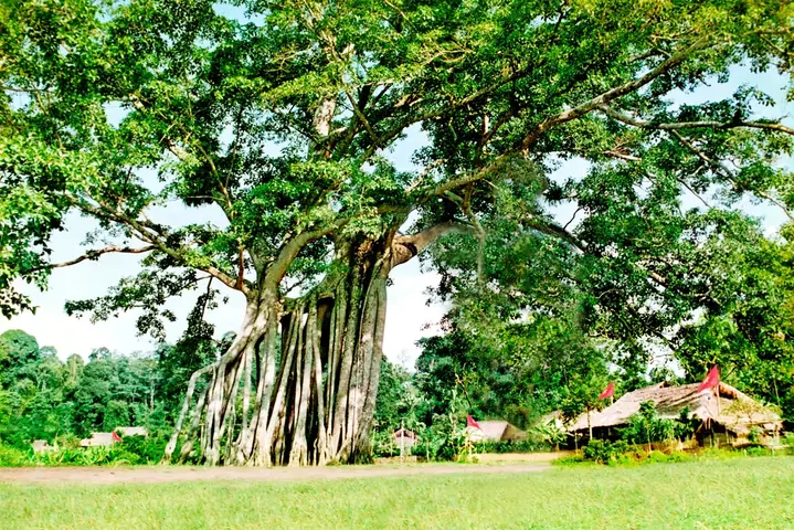 Tìm Hiểu Cây Đa Tân Trào Là Gì – Biểu Tượng Lịch Sử Tại Thủ Đô Kháng Chiến