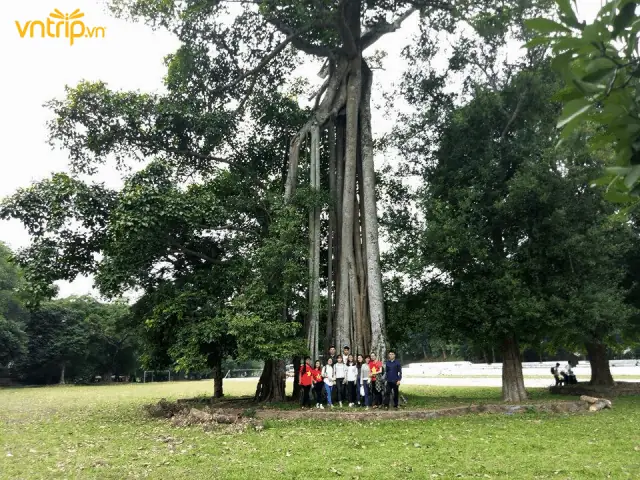 Tìm Hiểu Cây Đa Tân Trào Là Gì – Biểu Tượng Lịch Sử Tại Thủ Đô Kháng Chiến