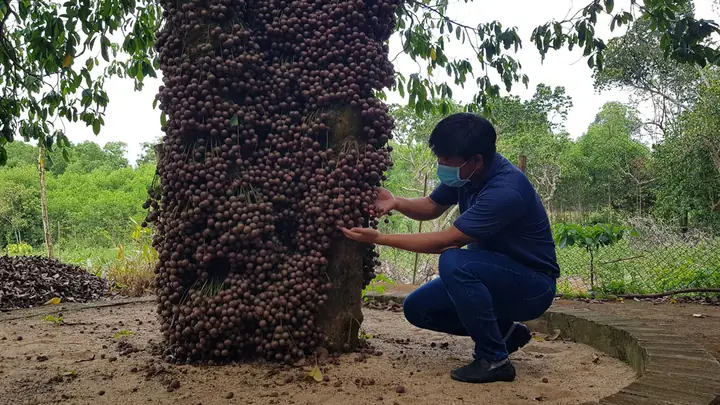 Khám Phá Cây Đỏ Cao Nguyên Vân Hòa: Đặc Sản Phú Yên Và Trải Nghiệm Du Lịch