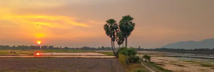Khám Phá Cây Thốt Nốt Trái Tim Ở An Giang: Điểm Check-in “thoát Ế” Của Giới Trẻ