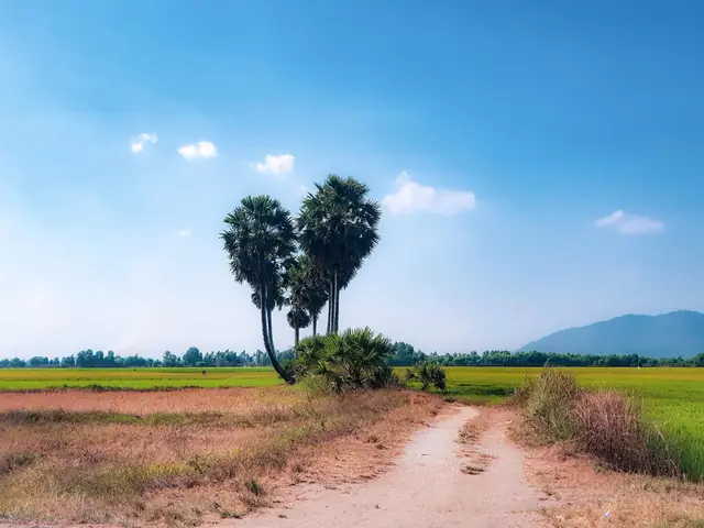 Khám Phá Cây Thốt Nốt Trái Tim Ở An Giang: Điểm Check-in "thoát Ế" Của Giới Trẻ Khám Phá Cây Thốt Nốt Trái Tim Ở An Giang: Điểm Check-in "thoát Ế" Của Giới Trẻ
