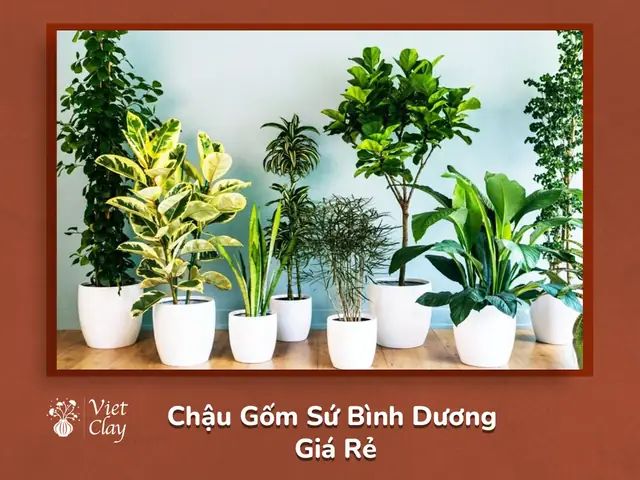 Mua Chậu Gốm Sứ Bình Dương Giá Rẻ: Địa Chỉ, Mẫu Mã Và Mẹo Chọn Cho Người Tiêu Dùng
