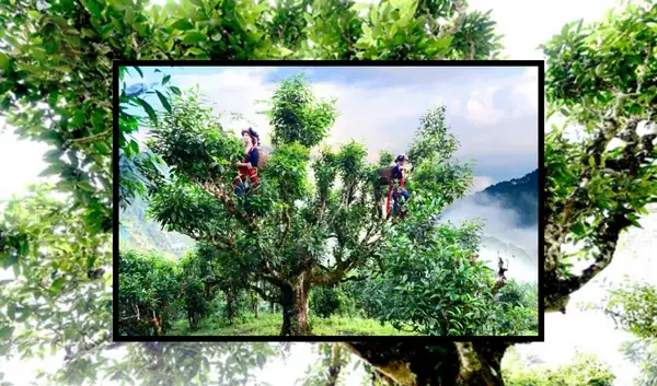 Giải Đáp Chè Shan Tuyết Vùng Nào Ngon Nhất: So Sánh Các Vùng Trà Cổ Thụ Nổi Tiếng Tại Việt Nam