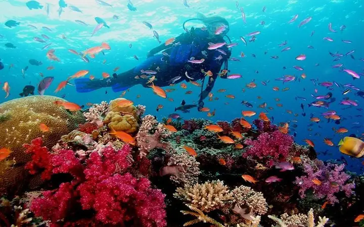 Cập Nhật Chi Phí Lặn Ngắm San Hô Ở Nha Trang Cho Du Khách Theo Từng Loại Hình Và Địa Điểm