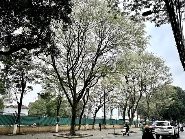 Gợi Ý Các Địa Điểm Chụp Ảnh Hoa Sưa Đẹp Ở Hà Nội Cho Tín Đồ Sống Ảo