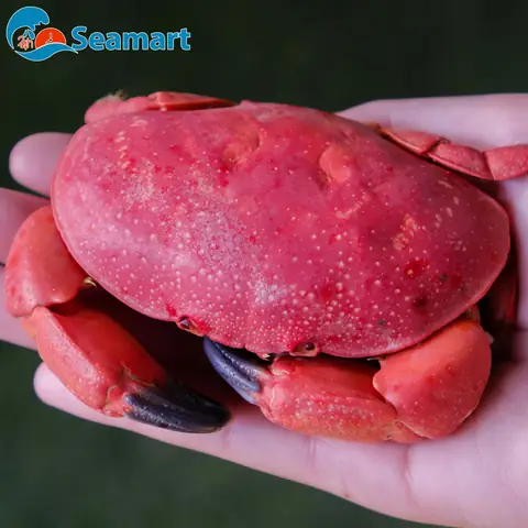 Con Cù Kỳ Sống Ở Đâu? Địa Điểm Sinh Sống Và Môi Trường Tự Nhiên Của Loài Cua Biển Đặc Sản