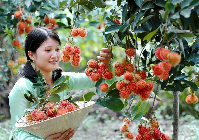 Khám Phá Cù Lao Thới Sơn Có Gì Thú Vị Cho Người Lần Đầu Ghé Miệt Vườn Tiền Giang
