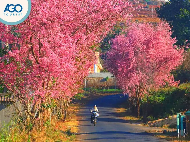 Chọn Thời Điểm Lý Tưởng: Đi Đà Lạt Mùa Nào Đẹp Nhất Trong Năm Dành Cho Du Khách Chọn Thời Điểm Lý Tưởng: Đi Đà Lạt Mùa Nào Đẹp Nhất Trong Năm Dành Cho Du Khách