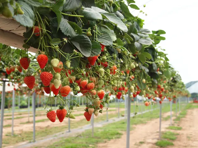 Gợi Ý Các Vườn Dâu Tự Hái Ở Đà Lạt Cho Chuyến Đi Trải Nghiệm Cùng Gia Đình