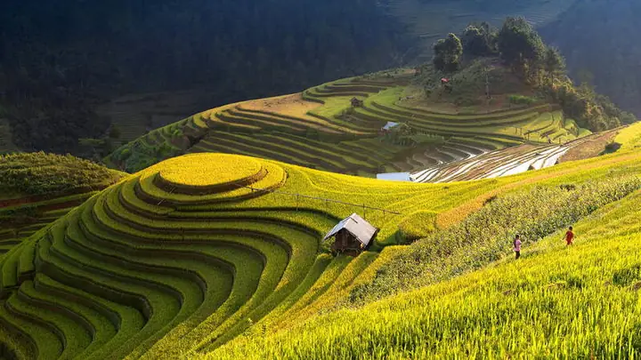 Đi Mù Cang Chải Tháng Nào Đẹp Nhất? Lịch Trình Thời Điểm Vàng Cho Du Lịch