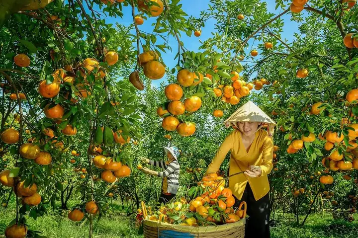 Tổng Hợp Địa Chỉ Vườn Quýt Hồng Lai Vung: Các Điểm Tham Quan Cụ Thể Tại Đồng Tháp
