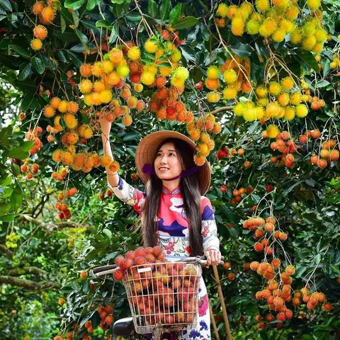 Khám Phá Các Vườn Trái Cây Miền Tây Nổi Tiếng: Gợi Ý Điểm Đến Miệt Vườn Cho Du Khách