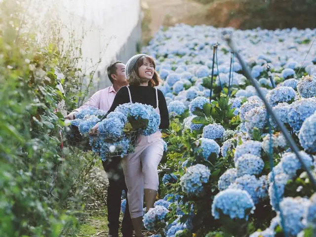 Tổng Hợp Giá Vé Vườn Hoa Cẩm Tú Cầu Đà Lạt Mới Nhất Cho Du Khách