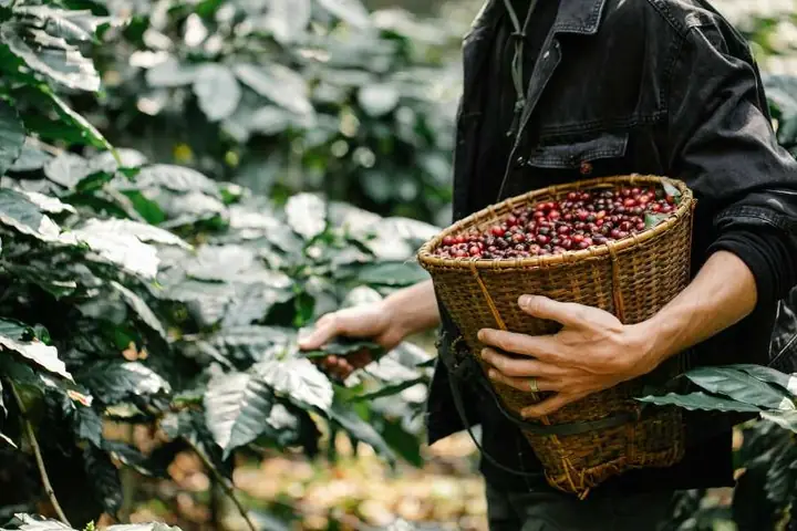 Giới Thiệu Toàn Diện Về Cà Phê Tây Nguyên: Đặc Điểm, Lịch Sử Và Quy Trình Trồng