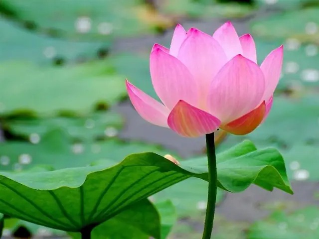 Khám Phá Hình Ảnh Đặc Trưng Của Việt Nam: Cảnh Đẹp Thiên Nhiên Và Biểu Tượng Văn Hóa Cho Du Khách Khám Phá Hình Ảnh Đặc Trưng Của Việt Nam: Cảnh Đẹp Thiên Nhiên Và Biểu Tượng Văn Hóa Cho Du Khách