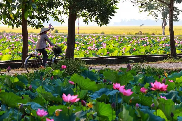 Chiêm Ngưỡng Hình Ảnh Đầm Sen Mùa Hoa Nở: Vẻ Đẹp Thanh Khiết Qua Ảnh Thực Tế Và Tranh Vẽ