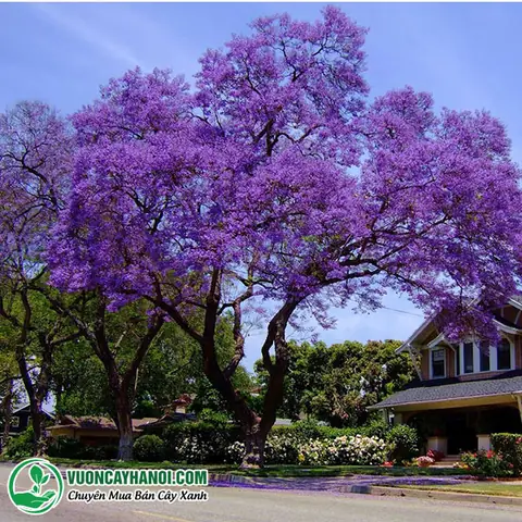 Tổng Hợp Hình Ảnh Hoa Phượng Tím Đẹp Nhất Dành Cho Người Yêu Cái Đẹp Cùng Sắc Jacaranda
