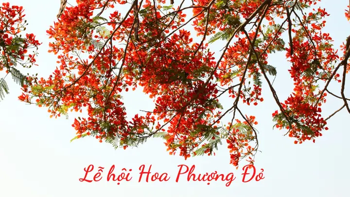 Chiêm Ngưỡng Những Hình Ảnh Lễ Hội Hoa Phượng Đỏ Hải Phòng Qua Các Năm