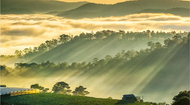 Bộ Sưu Tập Hình Ảnh Sương Mù Đà Lạt Tuyệt Đẹp – Cẩm Nang Chụp Và Tải Miễn Phí