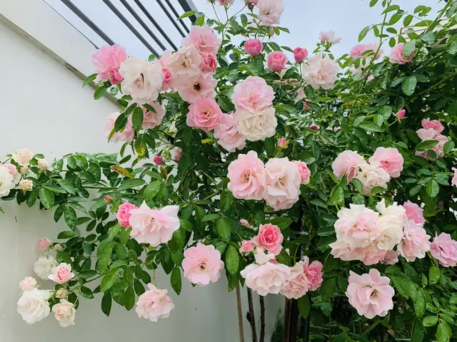 Tổng Hợp Hình Ảnh Vườn Hoa Hồng Đẹp Để Tải Và Làm Hình Nền Miễn Phí