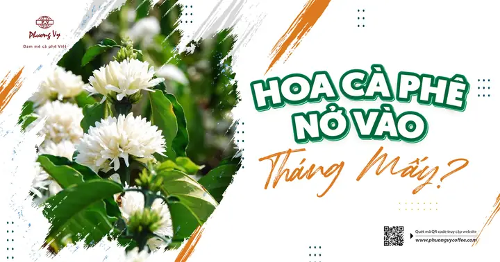 Hoa Cà Phê Nở Vào Tháng Mấy? Lịch Nở Theo Vùng, Yếu Tố Ảnh Hưởng & Cách Chăm Sóc Để Ra Hoa Đồng Loạt