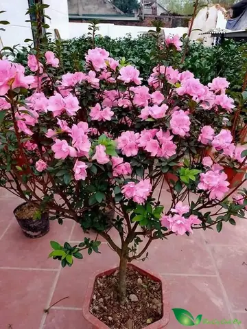 Hoa Đỗ Quyên N!!!!!!!!!!!!!!!!!!!!!!!!!!!!!!!!!!!!!!!!!!!!!!!!!!!!!!!!!!!!!!!!!!!!!!!!!!!!!!!!!!!!!!!!!!!!!!!!!!!!!!!!!!!!!!!!!!!!!!!!!!!!!!!!!!!!!!!!!!!!!!!!!!!!!!!!!!!!!!!!!!!!!!!!!!!!!!!!!!