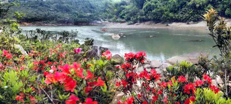 Khám Phá Hoa Đỗ Quyên Rừng Ở Sông Hương: Đặc Điểm, Thời Gian Nở Và Cách Thưởng Ngoạn