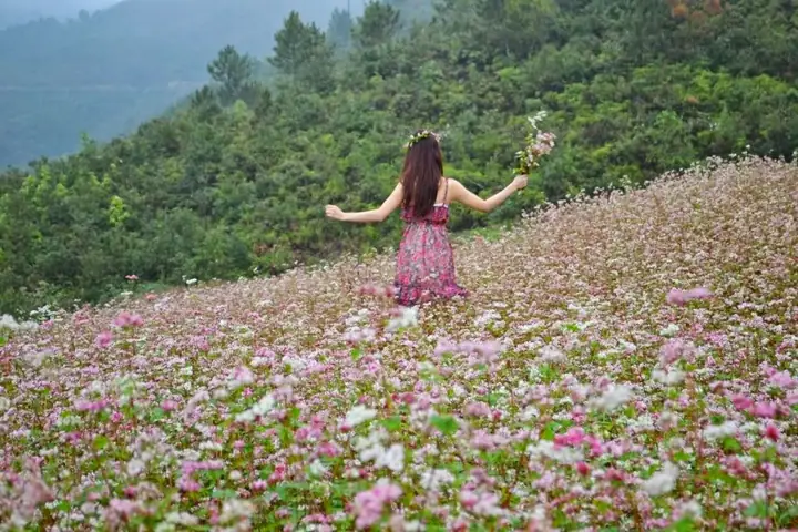 Xác Định Hoa Tam Giác Mạch Nở Mùa Nào Và Tháng Mấy Tại Cao Nguyên Đá Hà Giang Cho Du Khách Xác Định Hoa Tam Giác Mạch Nở Mùa Nào Và Tháng Mấy Tại Cao Nguyên Đá Hà Giang Cho Du Khách