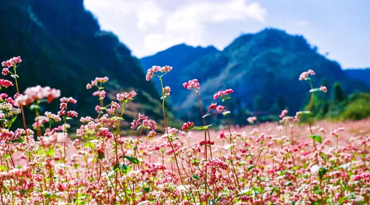Xác Định Hoa Tam Giác Mạch Nở Mùa Nào Và Tháng Mấy Tại Cao Nguyên Đá Hà Giang Cho Du Khách Xác Định Hoa Tam Giác Mạch Nở Mùa Nào Và Tháng Mấy Tại Cao Nguyên Đá Hà Giang Cho Du Khách