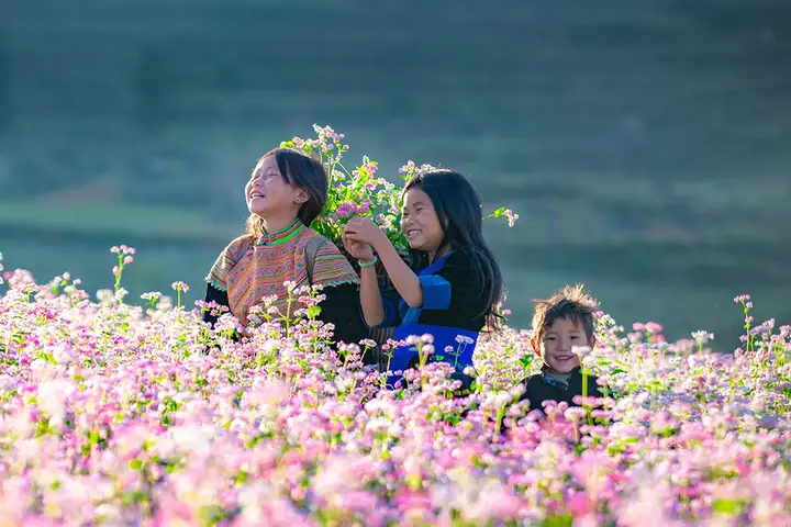 Xác Định Hoa Tam Giác Mạch Nở Mùa Nào Và Tháng Mấy Tại Cao Nguyên Đá Hà Giang Cho Du Khách Xác Định Hoa Tam Giác Mạch Nở Mùa Nào Và Tháng Mấy Tại Cao Nguyên Đá Hà Giang Cho Du Khách