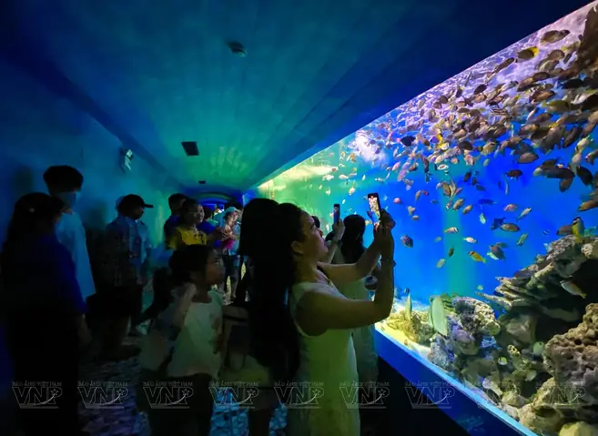 Khám Phá Viện Hải Dương Học Nha Trang: Kinh Nghiệm Tham Quan Chi Tiết Dành Cho Du Khách Tại Đại Dương Thu Nhỏ