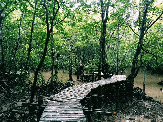 Khám Phá Khu Du Lịch Sinh Thái Vàm Sát Cần Giờ: Thiên Nhiên Ngập Mặn Và Trải Nghiệm Sinh Thái