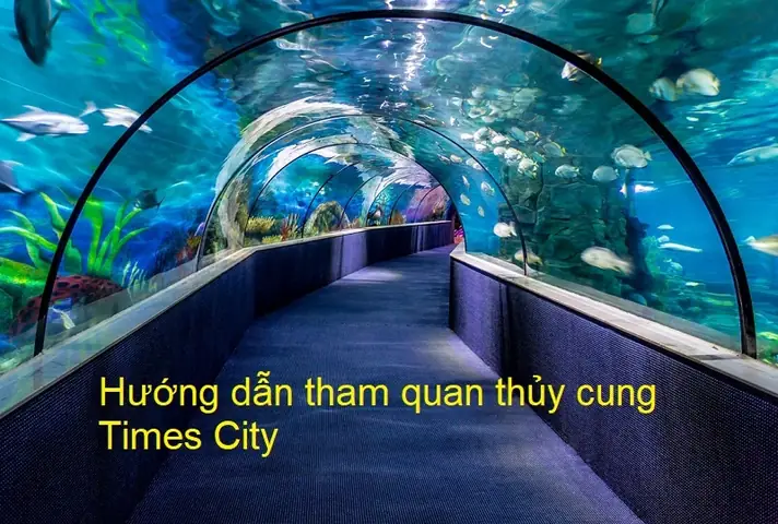 Kinh Nghiệm Đi Thủy Cung Times City Hà Nội: Lịch Trình, Vé, Mẹo Tránh Đông Và Trải Nghiệm Tối Ưu Kinh Nghiệm Đi Thủy Cung Times City Hà Nội: Lịch Trình, Vé, Mẹo Tránh Đông Và Trải Nghiệm Tối Ưu