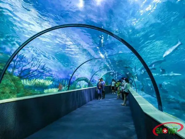 Kinh Nghiệm Đi Thủy Cung Times City Hà Nội: Lịch Trình, Vé, Mẹo Tránh Đông Và Trải Nghiệm Tối Ưu Kinh Nghiệm Đi Thủy Cung Times City Hà Nội: Lịch Trình, Vé, Mẹo Tránh Đông Và Trải Nghiệm Tối Ưu