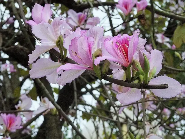 Lá Hoa Ban Có Ăn Được Không? Tất Cả Những Gì Bạn Cần Biết Về Độ An Toàn, Cách Chế Biến Và Lợi Ích