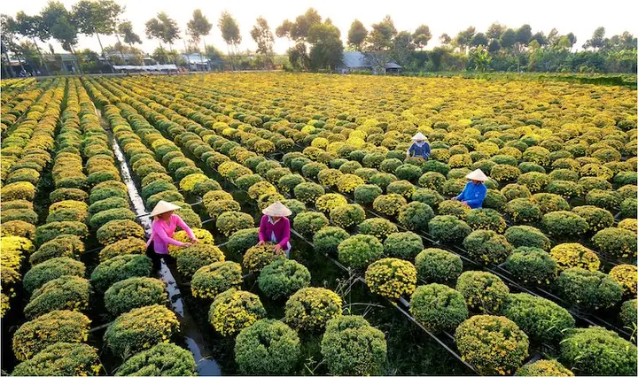 Khám Phá Làng Hoa Sa Đéc Đồng Tháp: Cẩm Nang Du Lịch Và Trải Nghiệm Thủ Phủ Hoa Miền Tây