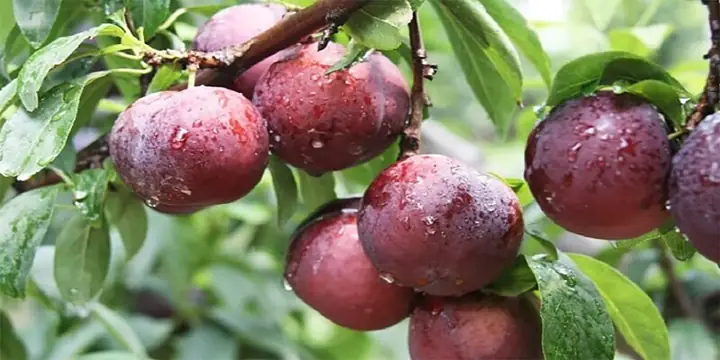 Mận Hà Nội Trồng Ở Đâu Và Cách Phân Biệt Với Mận Trung Quốc