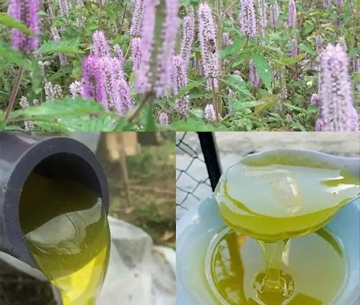 Giải Đáp: Mật Ong Bạc Hà Có Tác Dụng Gì Cho Sức Khỏe Từ Đặc Sản Hà Giang Giải Đáp: Mật Ong Bạc Hà Có Tác Dụng Gì Cho Sức Khỏe Từ Đặc Sản Hà Giang