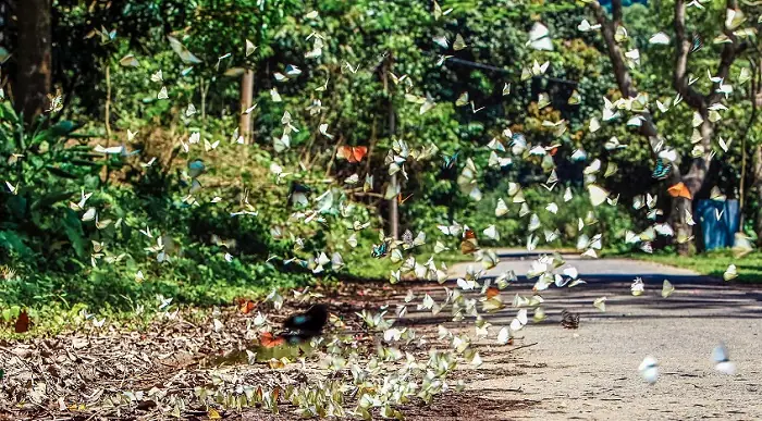 Khám Phá Mùa Bươm Bướm Rừng Cúc Phương: Thời Điểm Và Trải Nghiệm Cho Du Khách Khám Phá Mùa Bươm Bướm Rừng Cúc Phương: Thời Điểm Và Trải Nghiệm Cho Du Khách