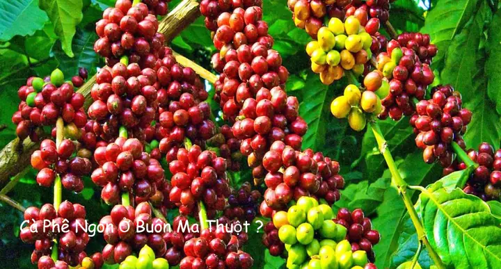 Tổng Hợp Nơi Mua Cà Phê Ngon Ở Buôn Ma Thuột Cho Du Khách Và Dân Địa Phương Tổng Hợp Nơi Mua Cà Phê Ngon Ở Buôn Ma Thuột Cho Du Khách Và Dân Địa Phương